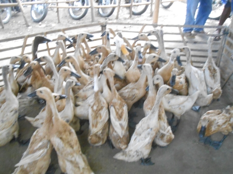 Yang mau ternak bebek juga tersedia di pasar Gawok 