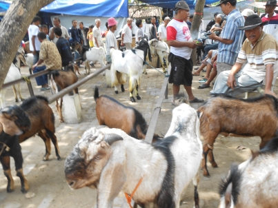 Suasana pasar hewan Gawok, Sukoharjo